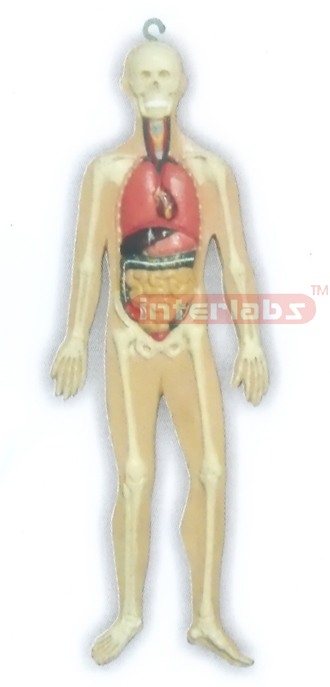 HITCH-HANGING HUMAN ORGANS SYSTEM MODEL